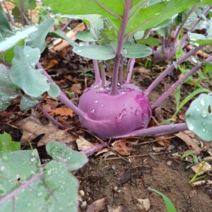 Konstance kohlrabi New Roots