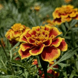 Mango Tango Marigold Fort Worth BG