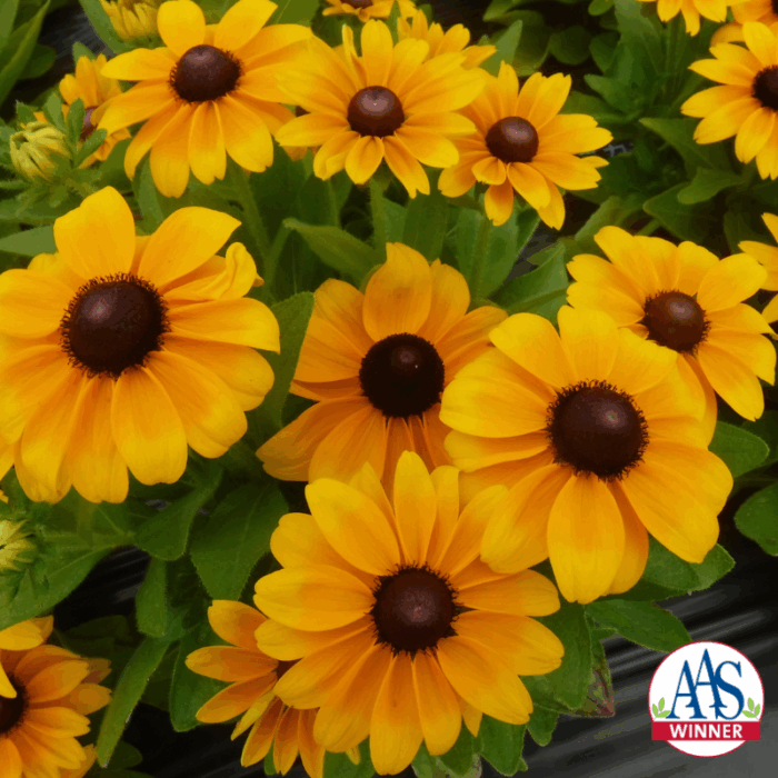 Rudbeckia Claire™ Orange F1