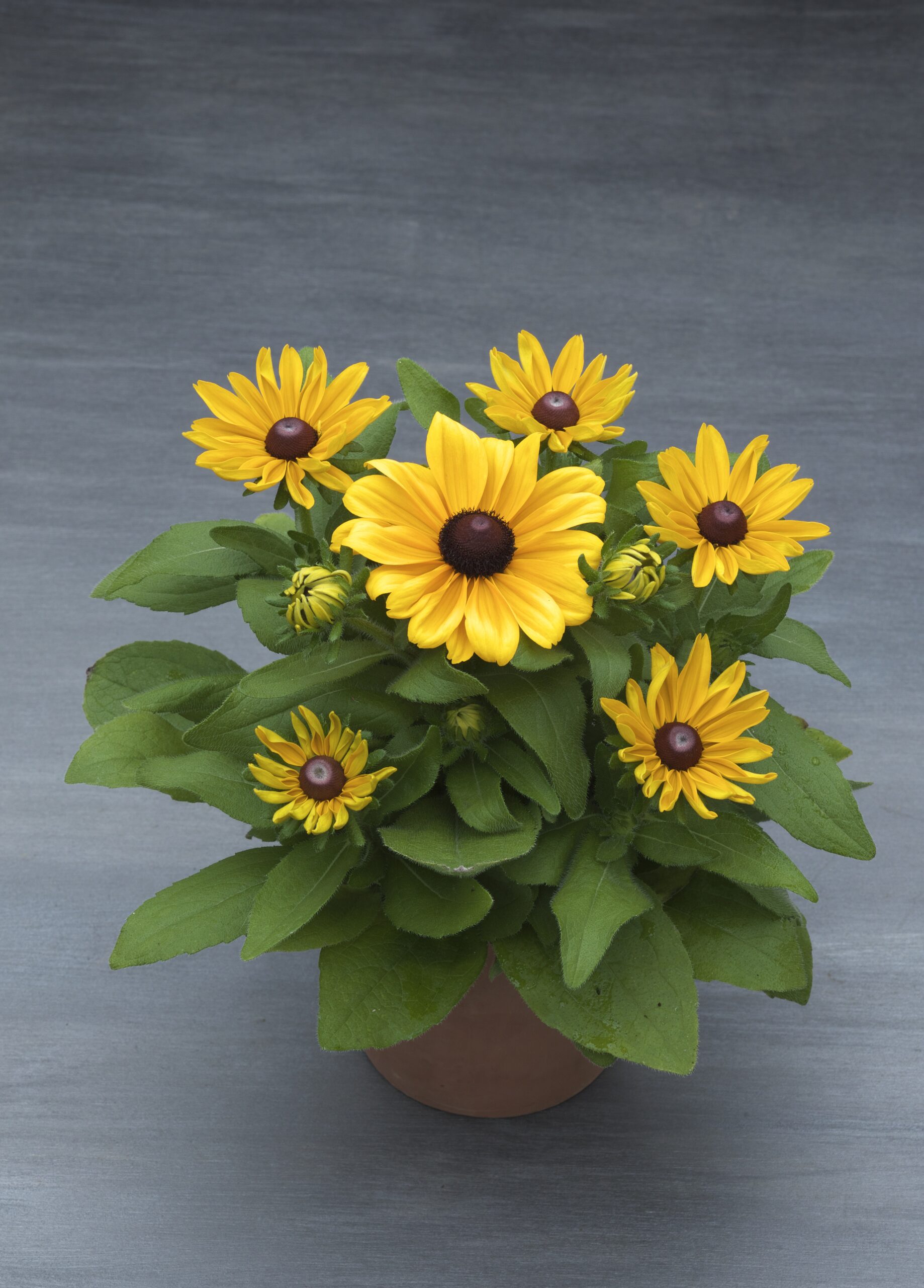 Rudbeckia Claire™ Orange F1