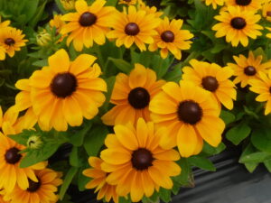 Rudbeckia Claire™ Orange F1