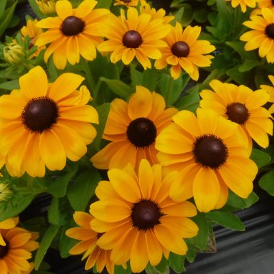 Rudbeckia Claire™ Orange F1