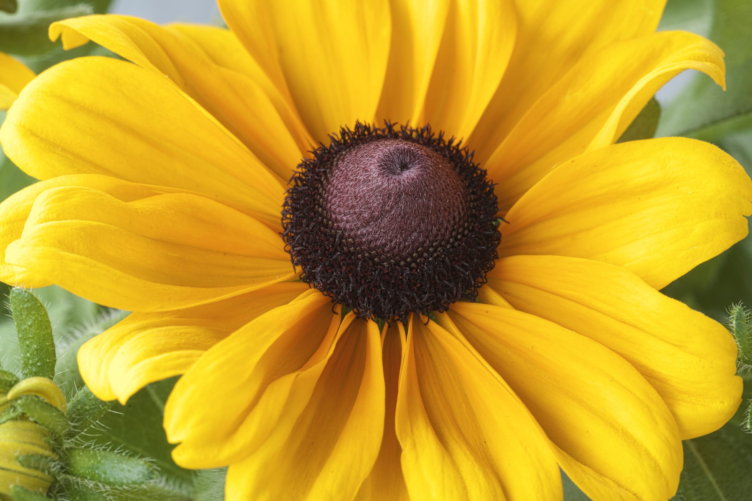 Rudbeckia Claire™ Orange F1