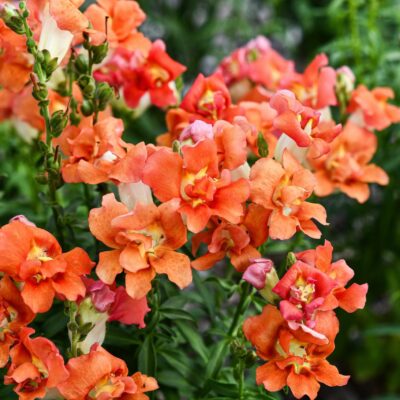 Snapdragon doubleshot orange Bicolor F1 - 5