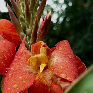 South Pacific Scarlet Canna Fort Worth BG