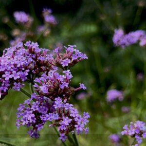 Vanity Verbena Fort Worth BG