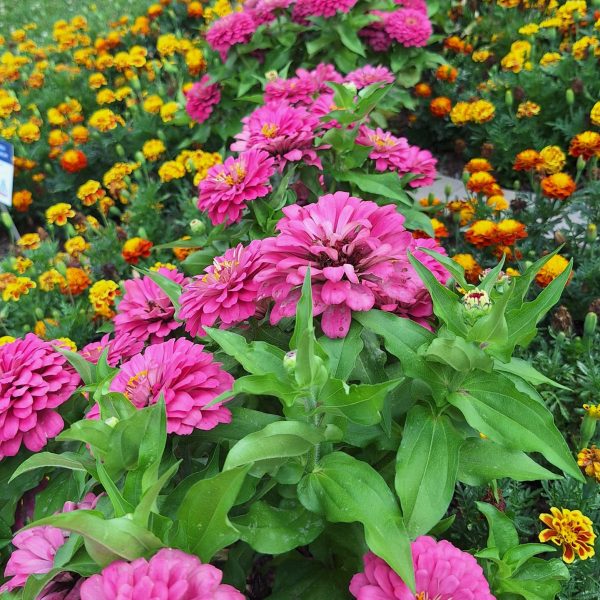 Third Place Winner: Community Arboretum at Virginia Western Community College in Roanoke, Virginia