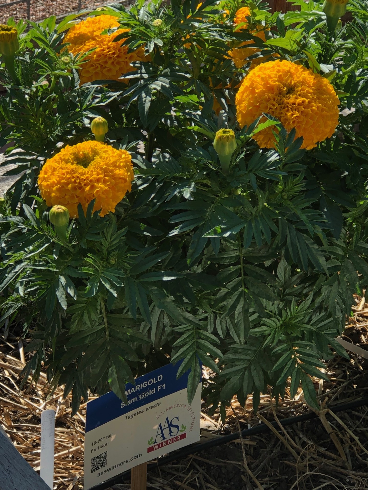 Third Place Winner: Horticultural Art Society Demonstration Garden in Colorado Springs, Colorado.