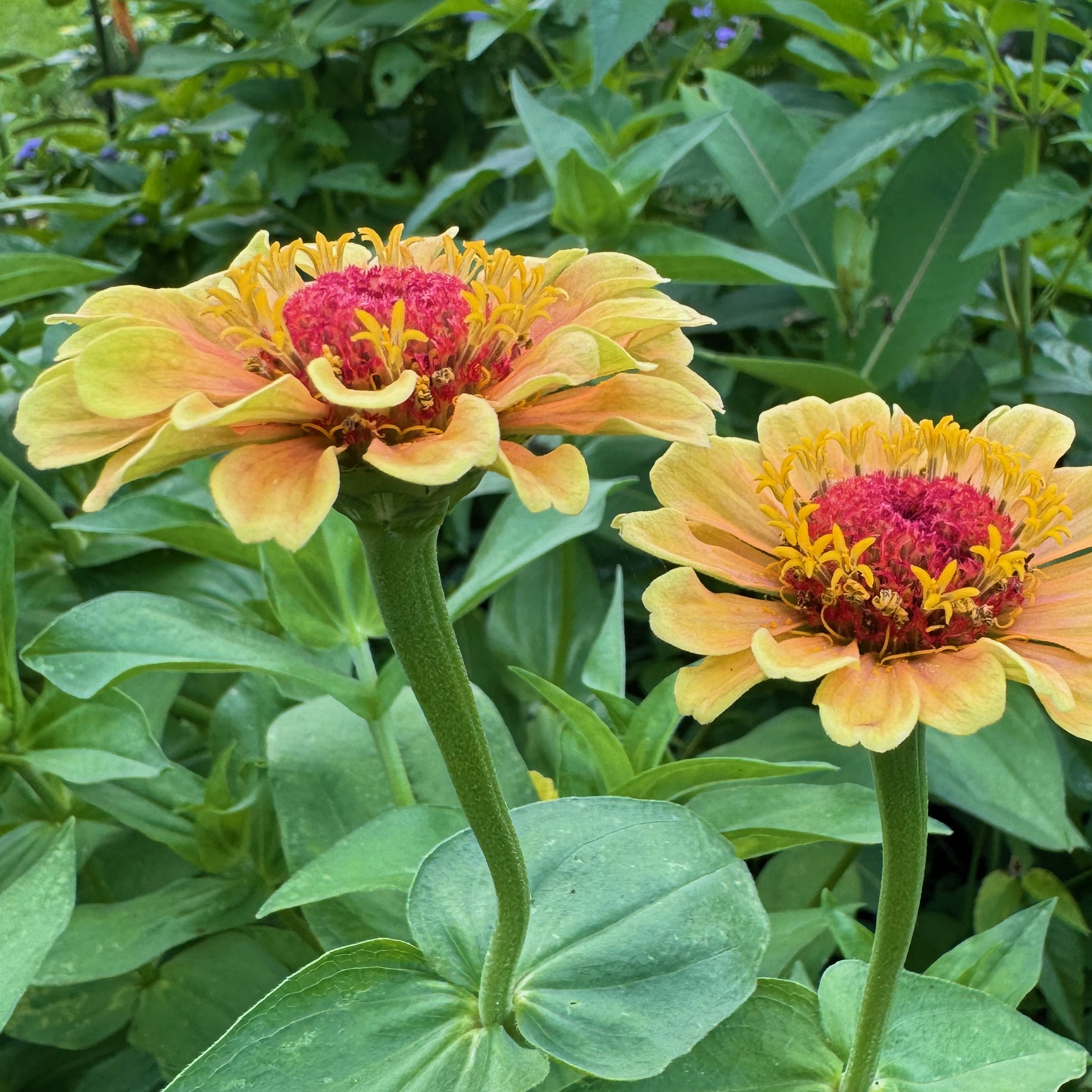 First Place Winner: Penn State Ext Lancaster County Master Gardeners' Idea Gardens in Mannheim, Pennsylvania