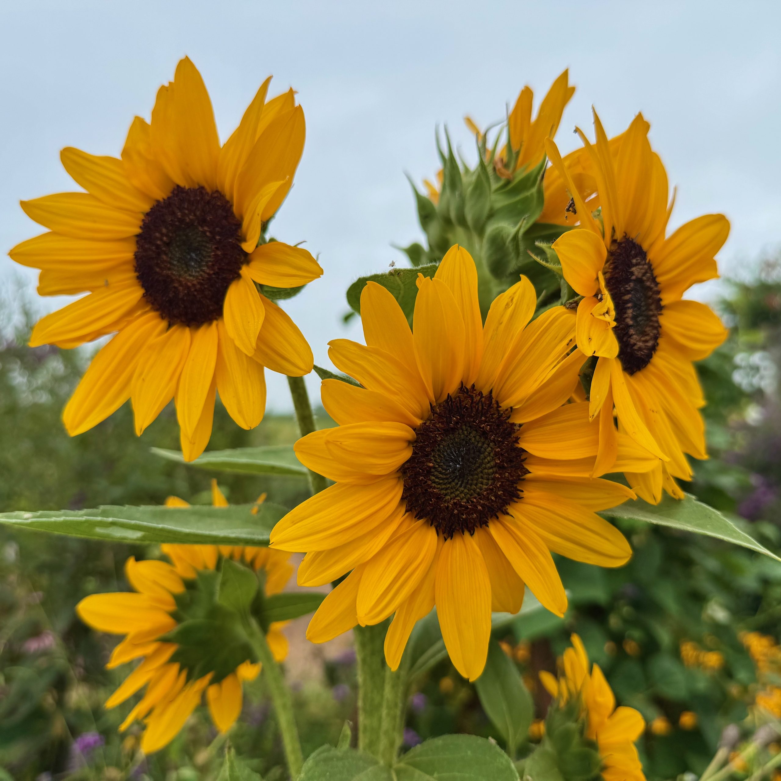 First Place Winner: Penn State Ext Lancaster County Master Gardeners' Idea Gardens in Mannheim, Pennsylvania