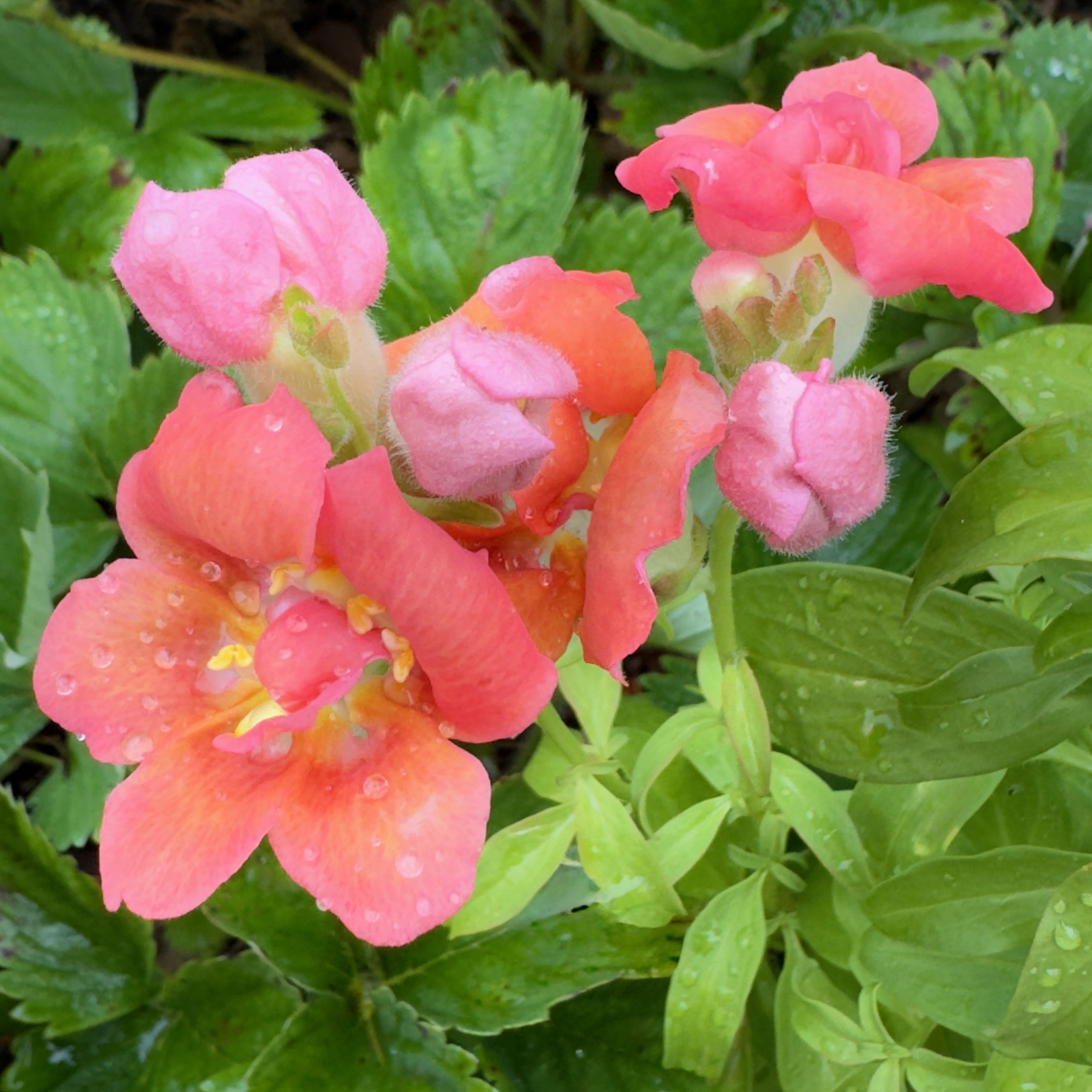 First Place Winner: Penn State Ext Lancaster County Master Gardeners' Idea Gardens in Mannheim, Pennsylvania