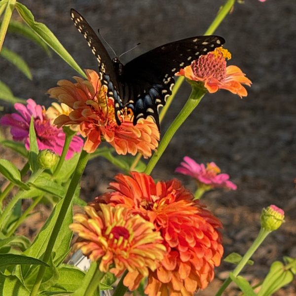 First Place Winner: Penn State Ext Lancaster County Master Gardeners' Idea Gardens in Mannheim, Pennsylvania