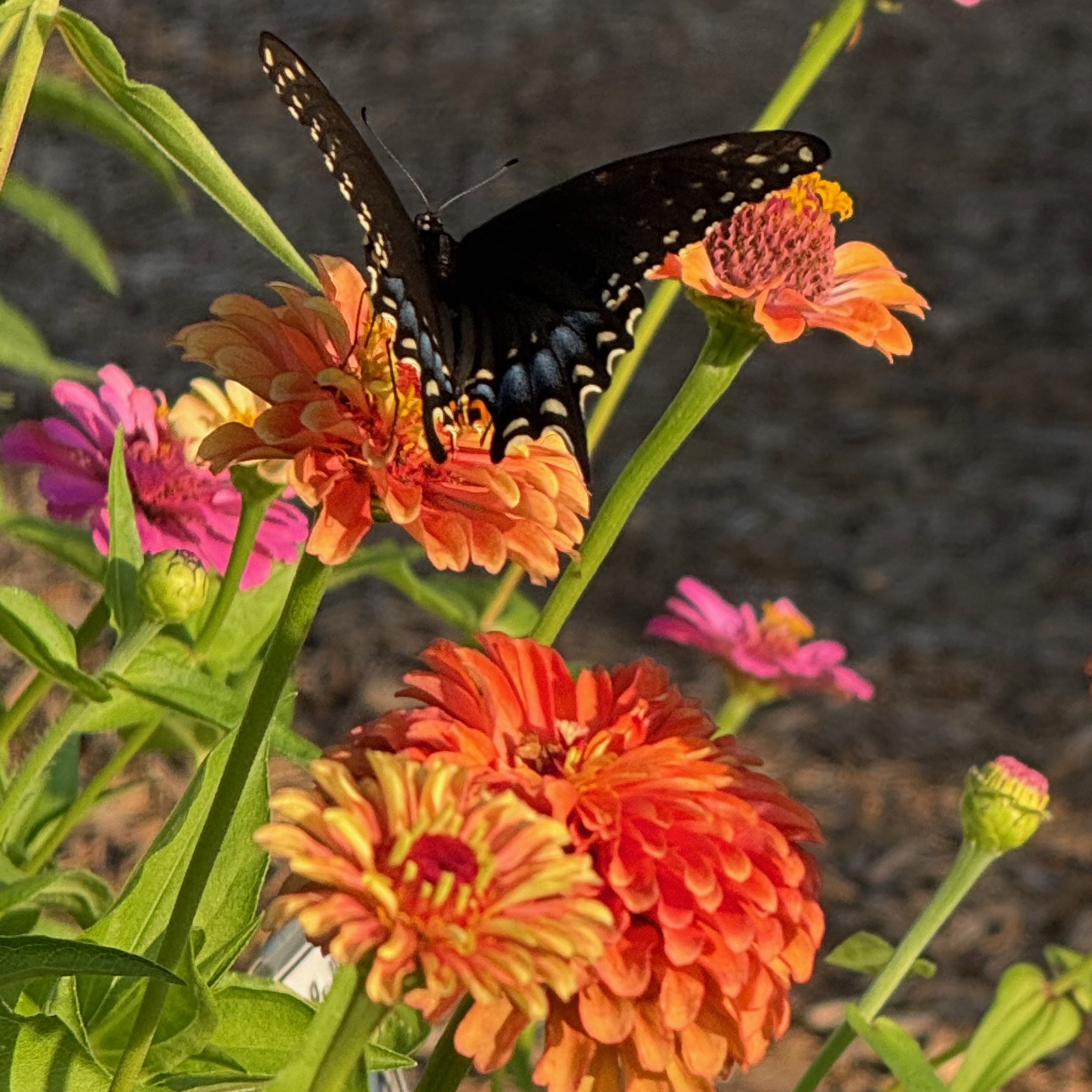 First Place Winner: Penn State Ext Lancaster County Master Gardeners' Idea Gardens in Mannheim, Pennsylvania