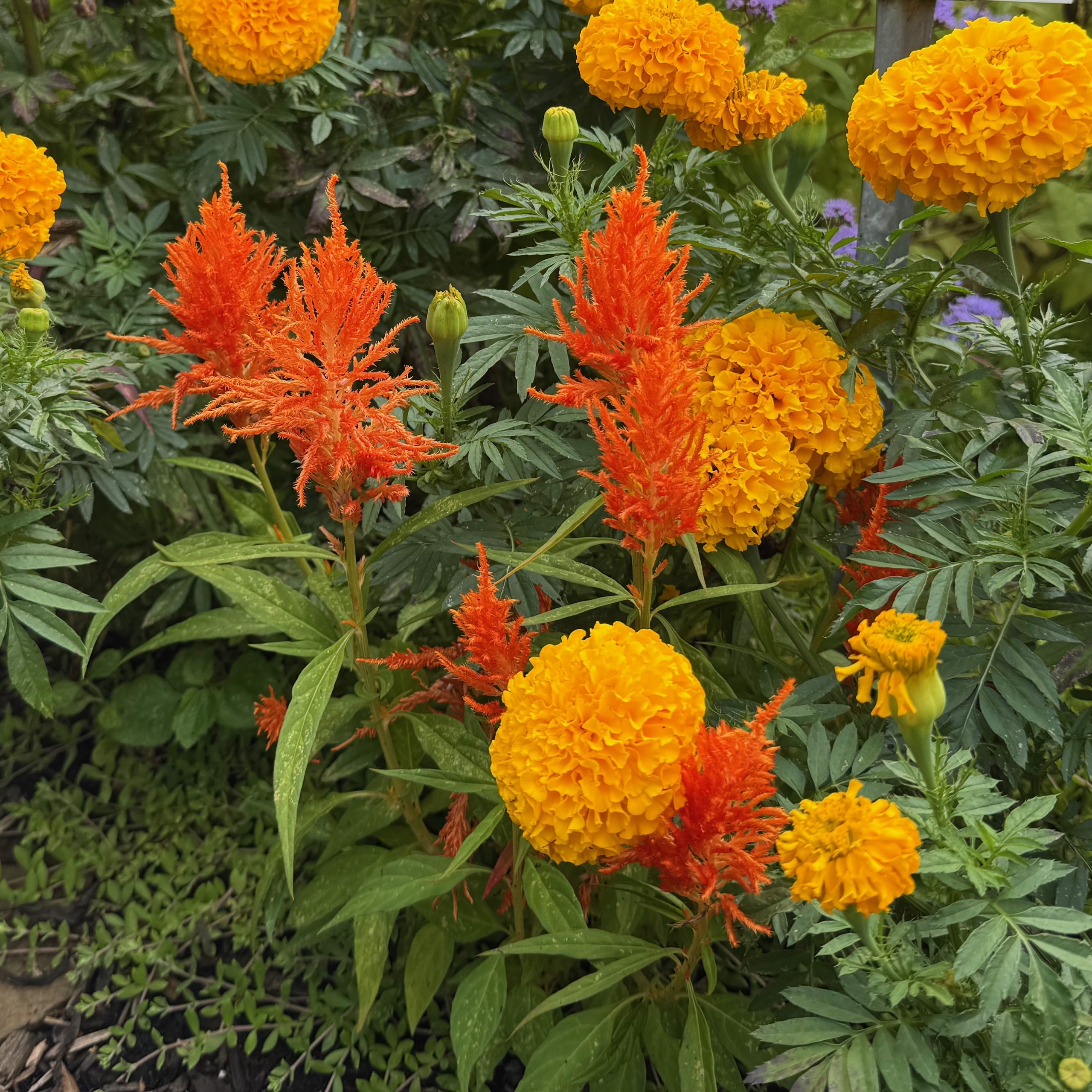 First Place Winner: Penn State Ext Lancaster County Master Gardeners' Idea Gardens in Mannheim, Pennsylvania