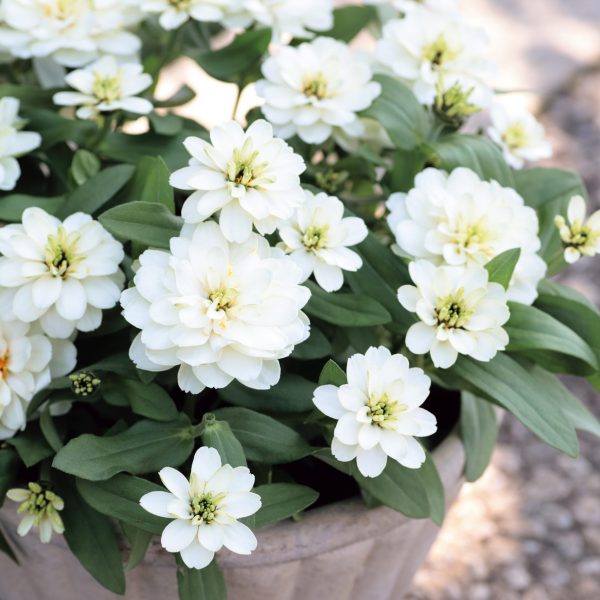 AAS Winner Zinnia Profusion Double White Improved
