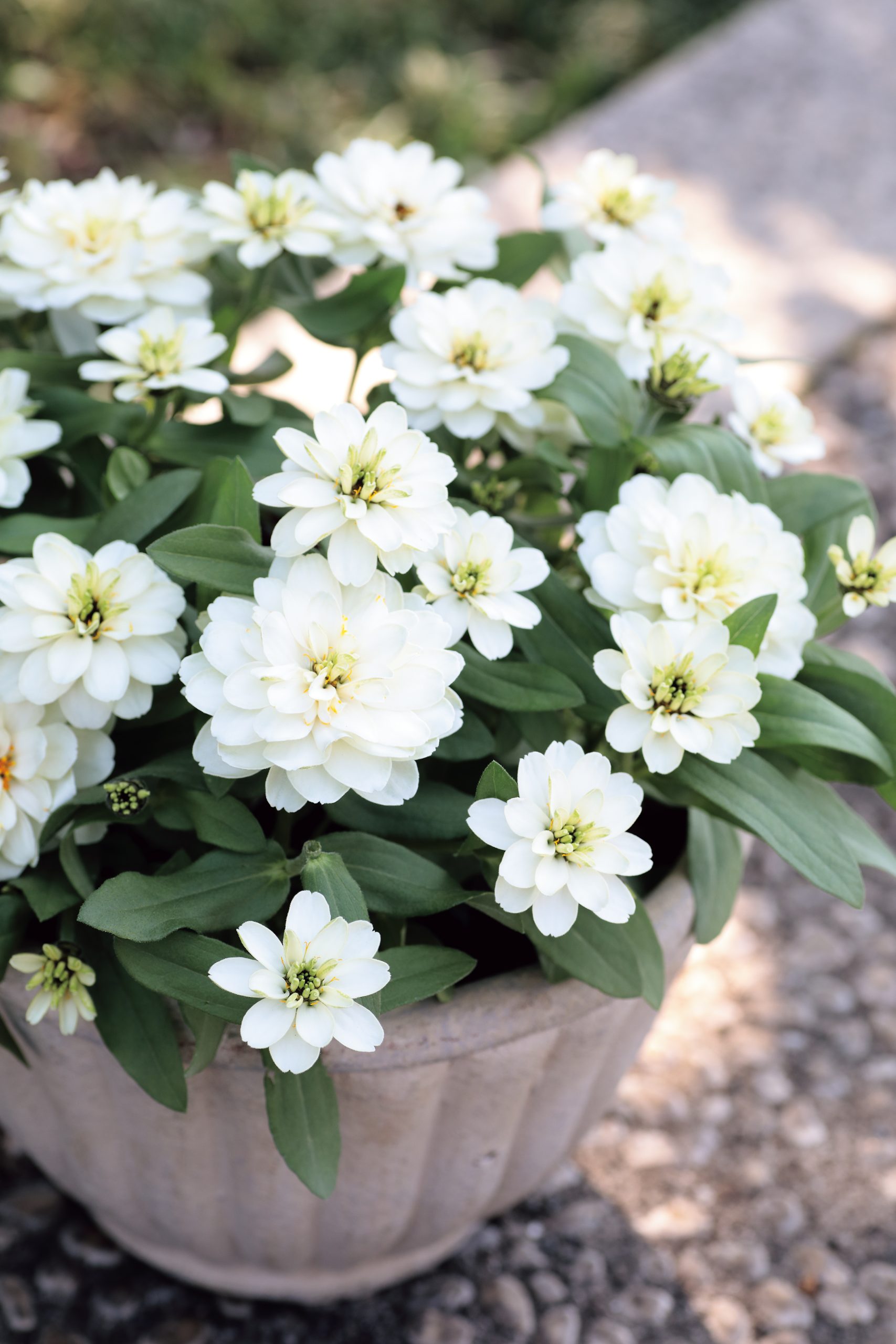 Zinnia Profusion Double White Improved