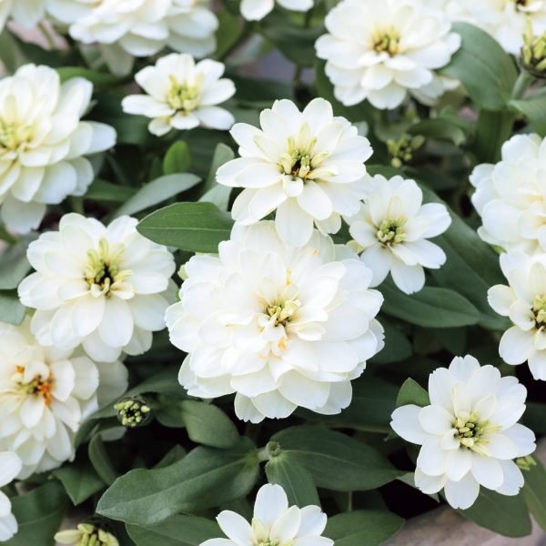AAS Winner Zinnia Profusion Double White Improved