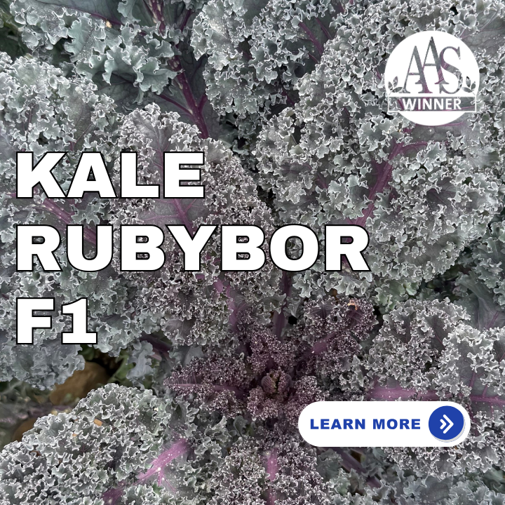 Kale Rubybor F1