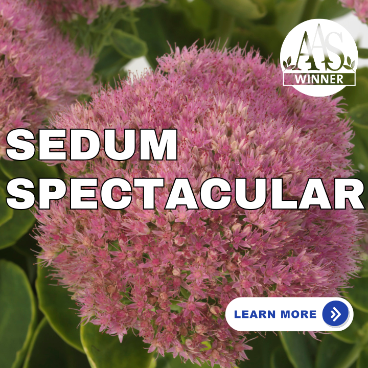 Sedum Spectacular
