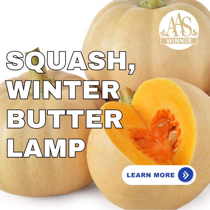 Squash, winter Butter Lamp