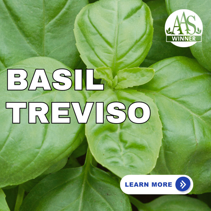 Basil Treviso AAS Winner