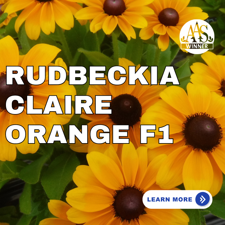 Rudbeckia Claire Orange F1