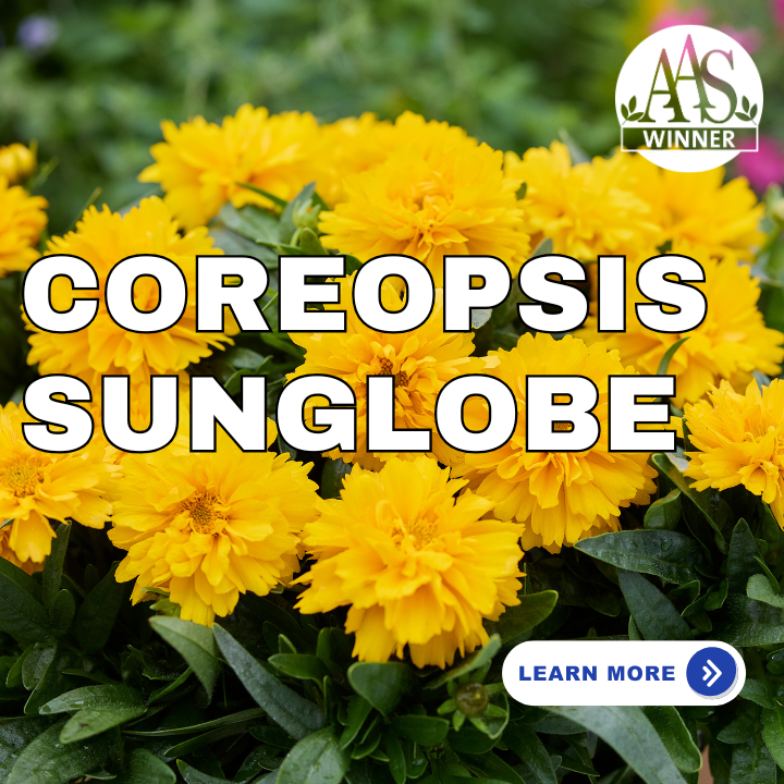 Coreopsis Sunglobe
