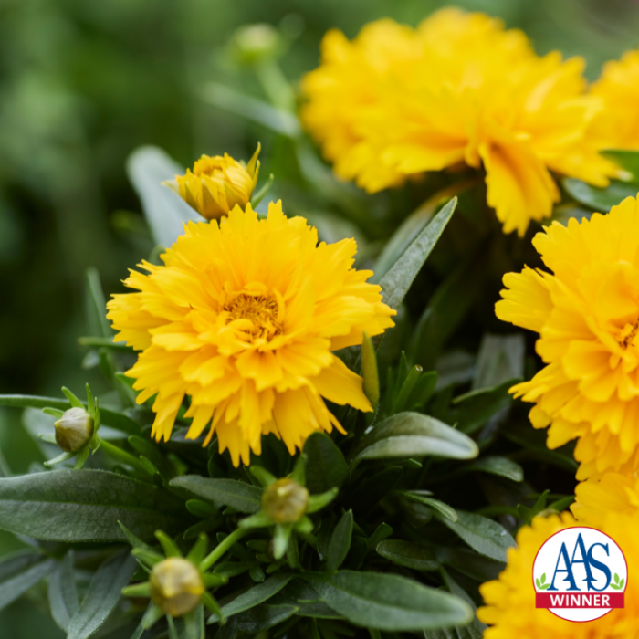 AAS Winner Coreopsis SunGlobe