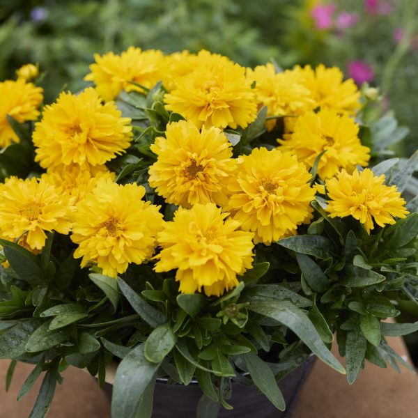 AAS Winner Coreopsis SunGlobe