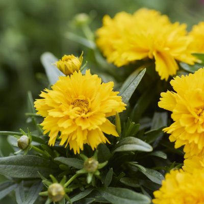AAS Winner Coreopsis SunGlobe