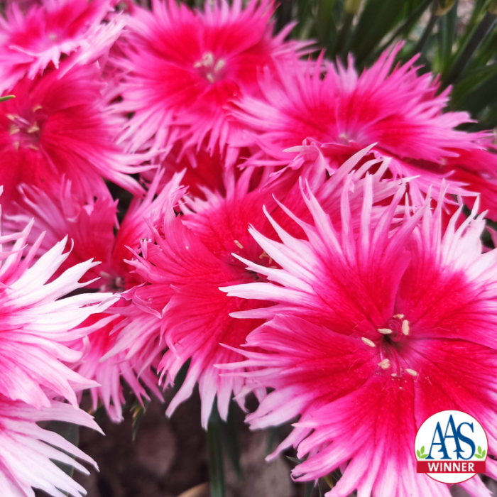 Dianthus chinensis x superbus Supra cherry picotee F1 AAS Winner