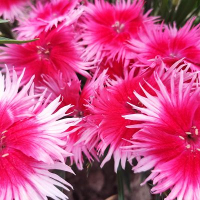 Dianthus chinensis x superbus Supra cherry picotee F1 AAS Winner