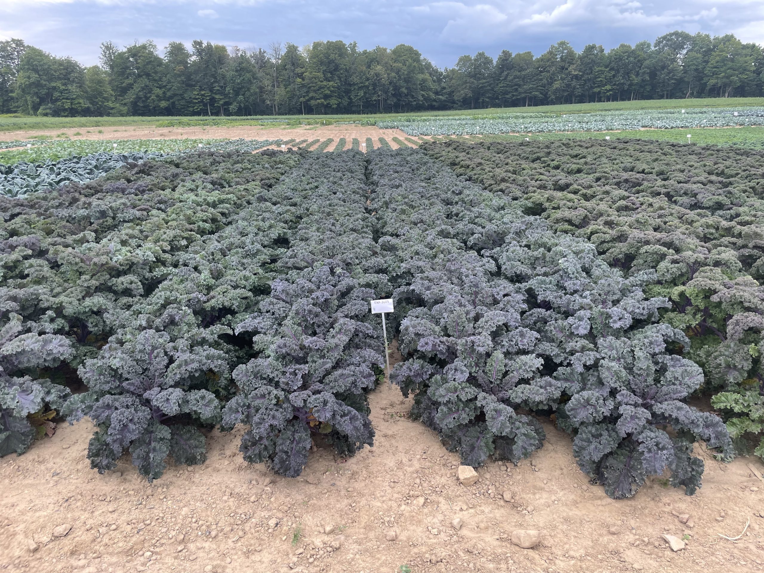 AAS Winner Kale Rubybor