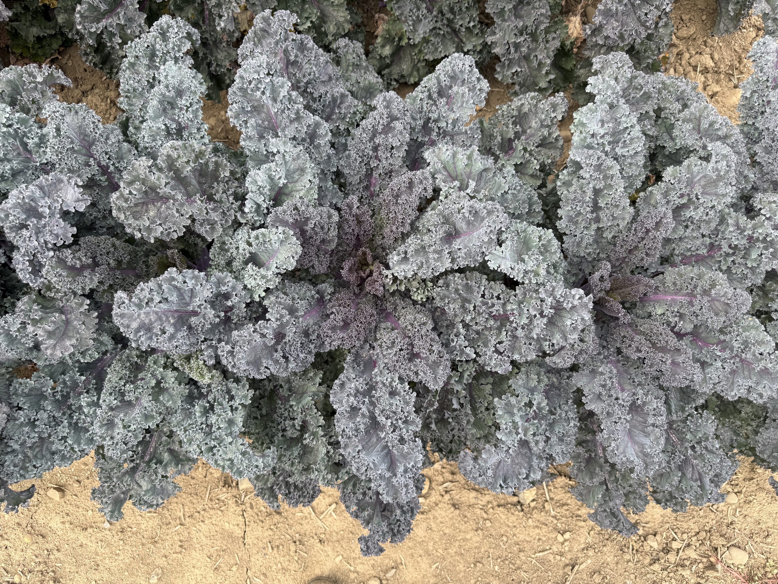 AAS Winner Kale Rubybor