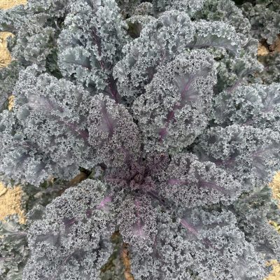 AAS Winner Kale Rubybor
