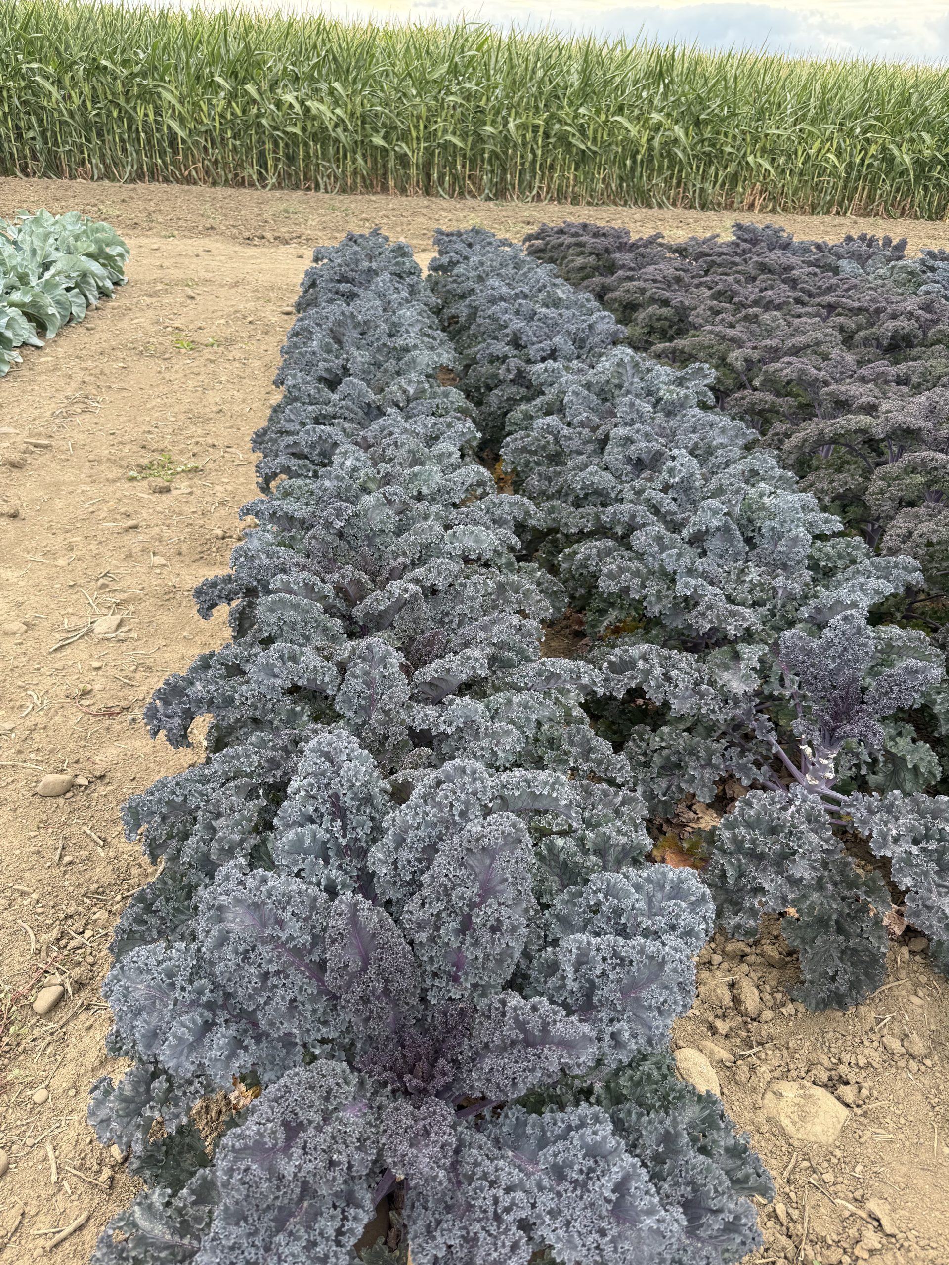 AAS Winner Kale Rubybor
