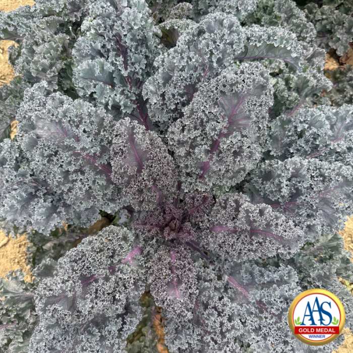 AAS Gold Medal Winner Kale Rubybor