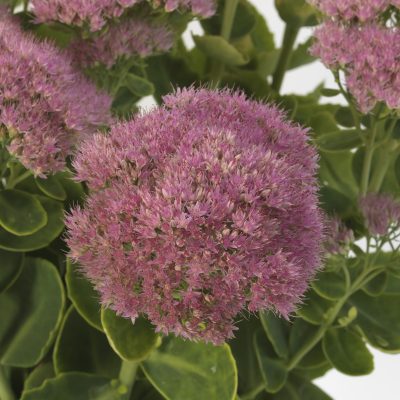 AAS Winner Sedum spectabile Spectacular