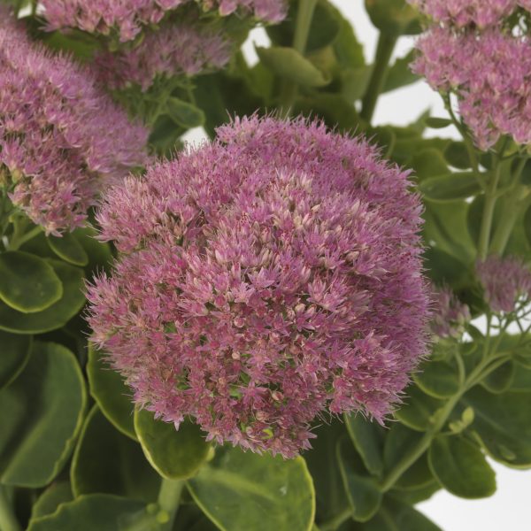 AAS Winner Sedum spectabile Spectacular