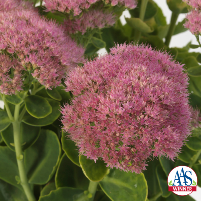 AAS Winner Sedum spectabile Spectacular