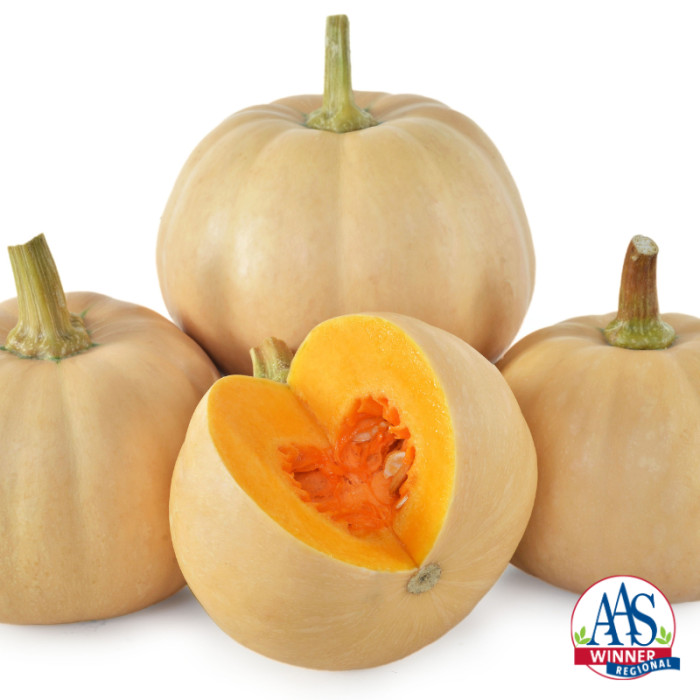 AAS Winner Squash, winter Butter Lamp F1