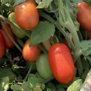 Tomato Zenzei