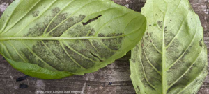 Battle Against Basil Downy Mildew