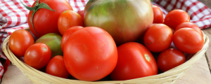 How to Choose the Right Tomato Variety