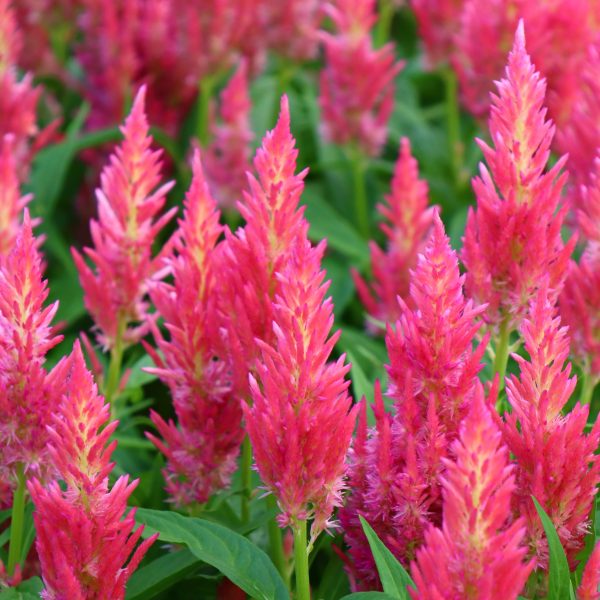 Celosia Pink - Close up