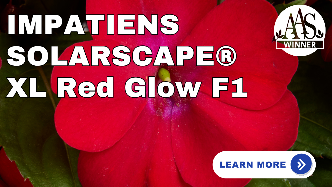 Impatiens Solarscape XL Red Glow F1 AAS Winner