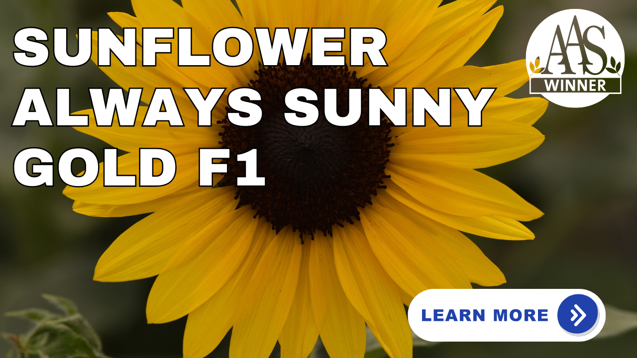 Always Sunny Sunflower AAS Winner