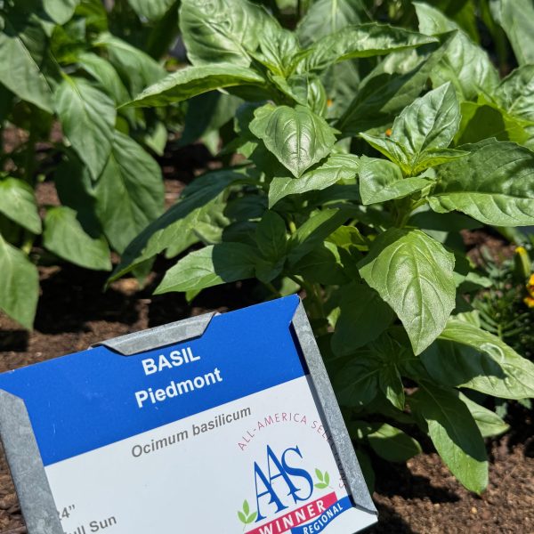 Basil, Piedmont