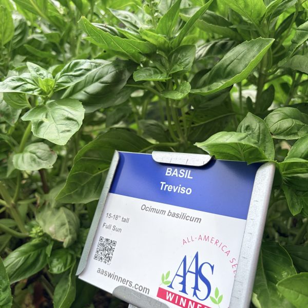 Basil, Treviso