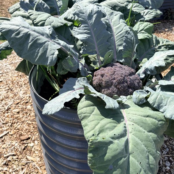 Broccoli, Purple Magic (1)